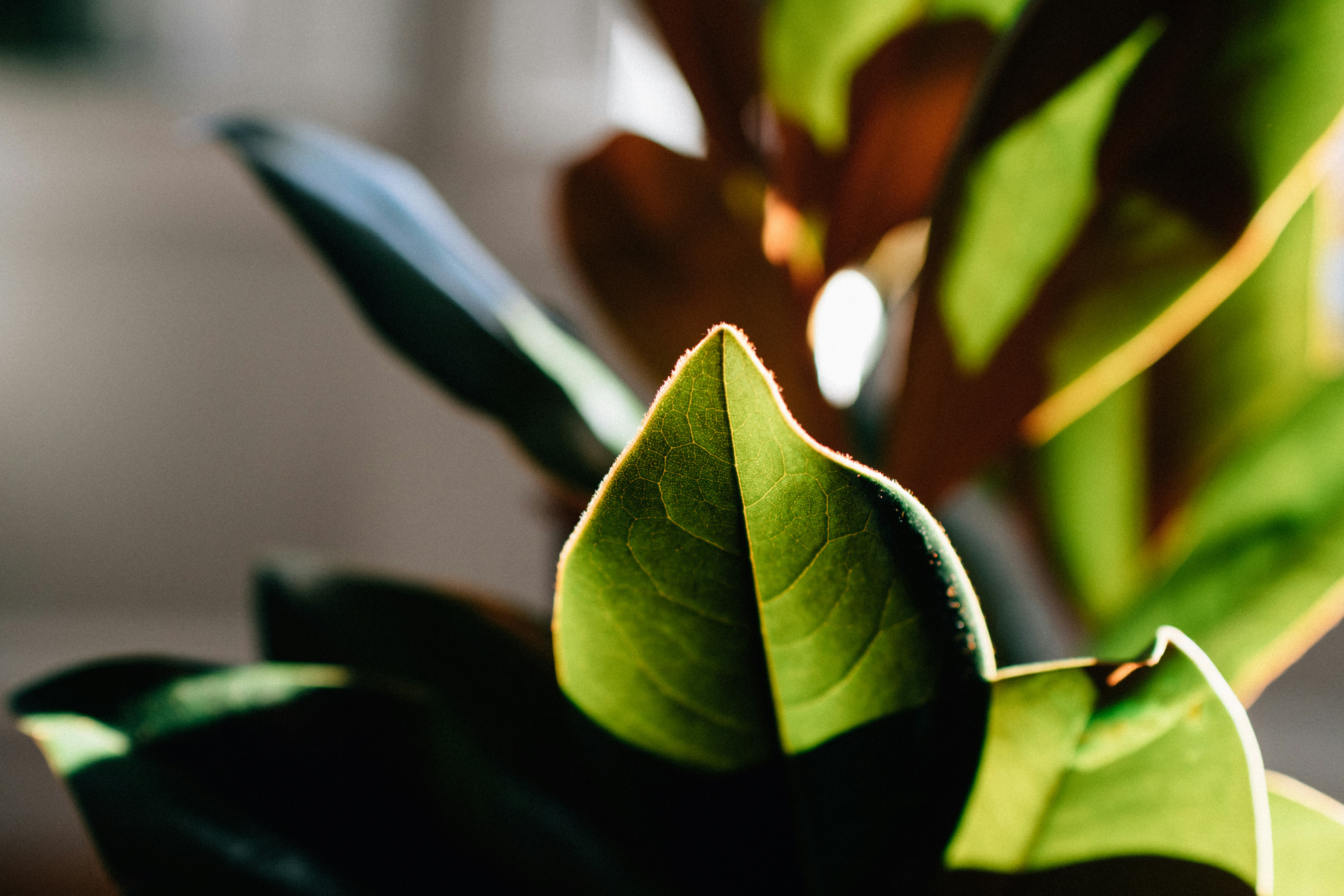 green leaves in tilt shift lens